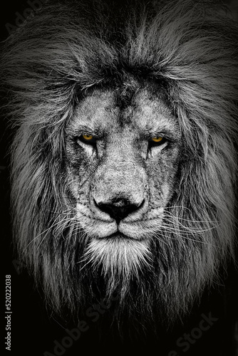male lion  Panthera leo  very nice close up portrait black and white with yellow eyes