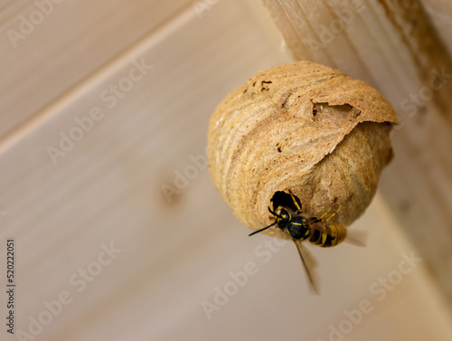 Photography Queen wasp building nest, round structure suspended from wooden beams