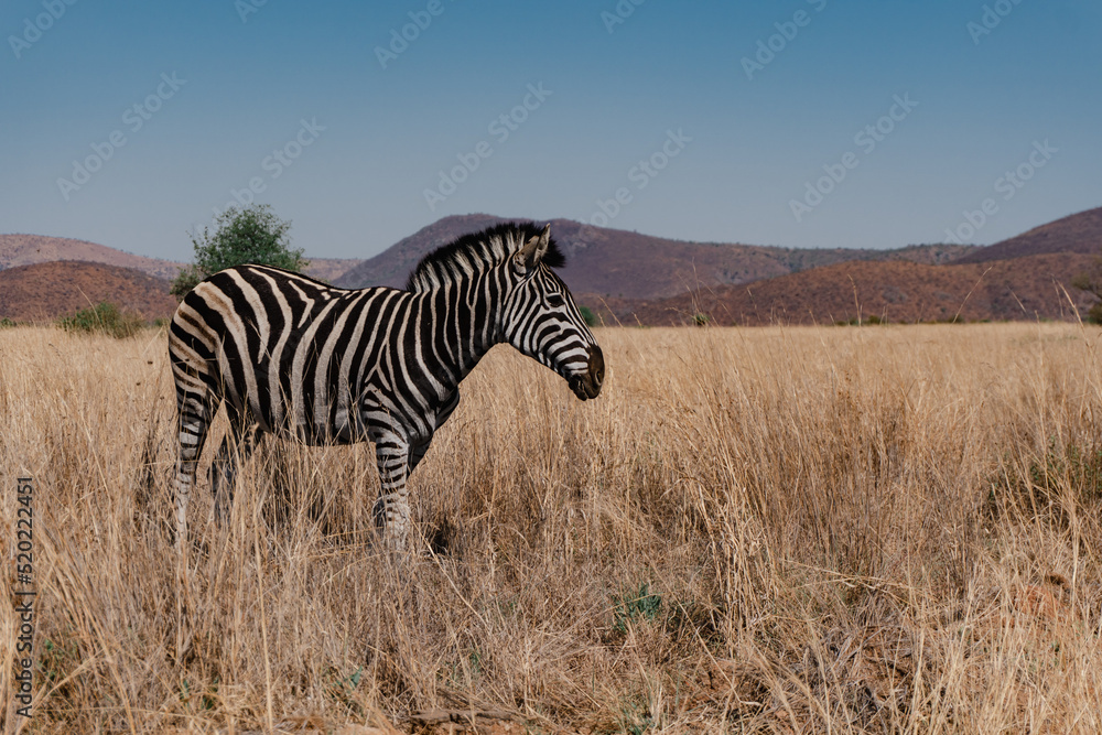 Naklejka premium Zebra at Pilanesberg National Park. Johannesburg, South Africa