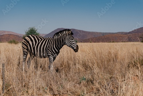 Zebra at Pilanesberg National Park. Johannesburg, South Africa