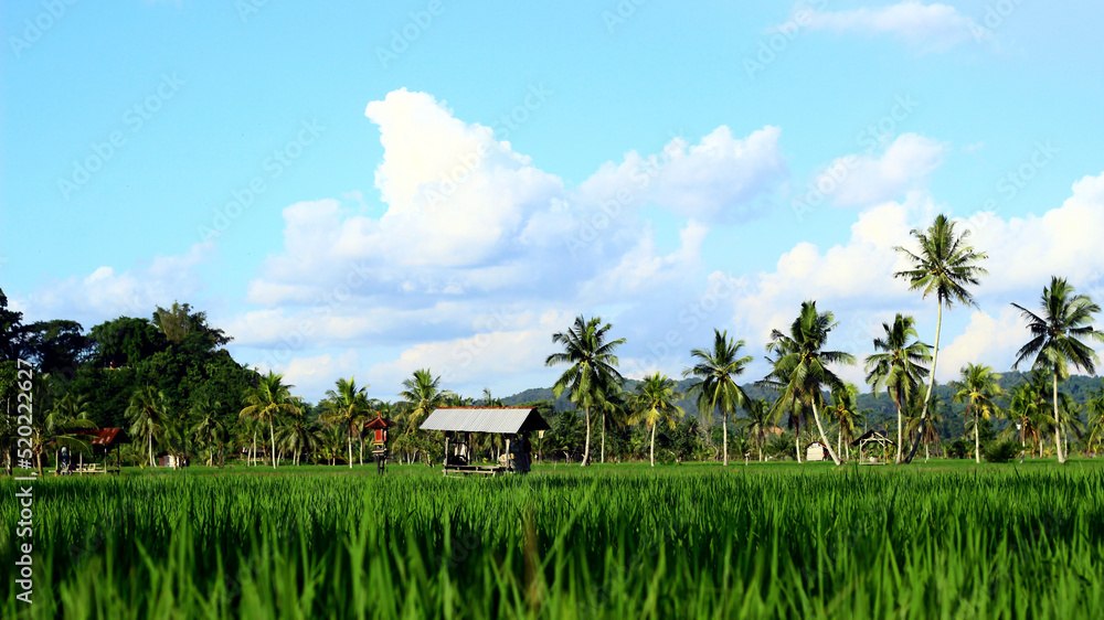 Fototapeta premium The vast expanse of beautiful rice fields with coconut trees in the middle of the rice fields, small cottages for resting and clear blue skies give an extraordinary impression.