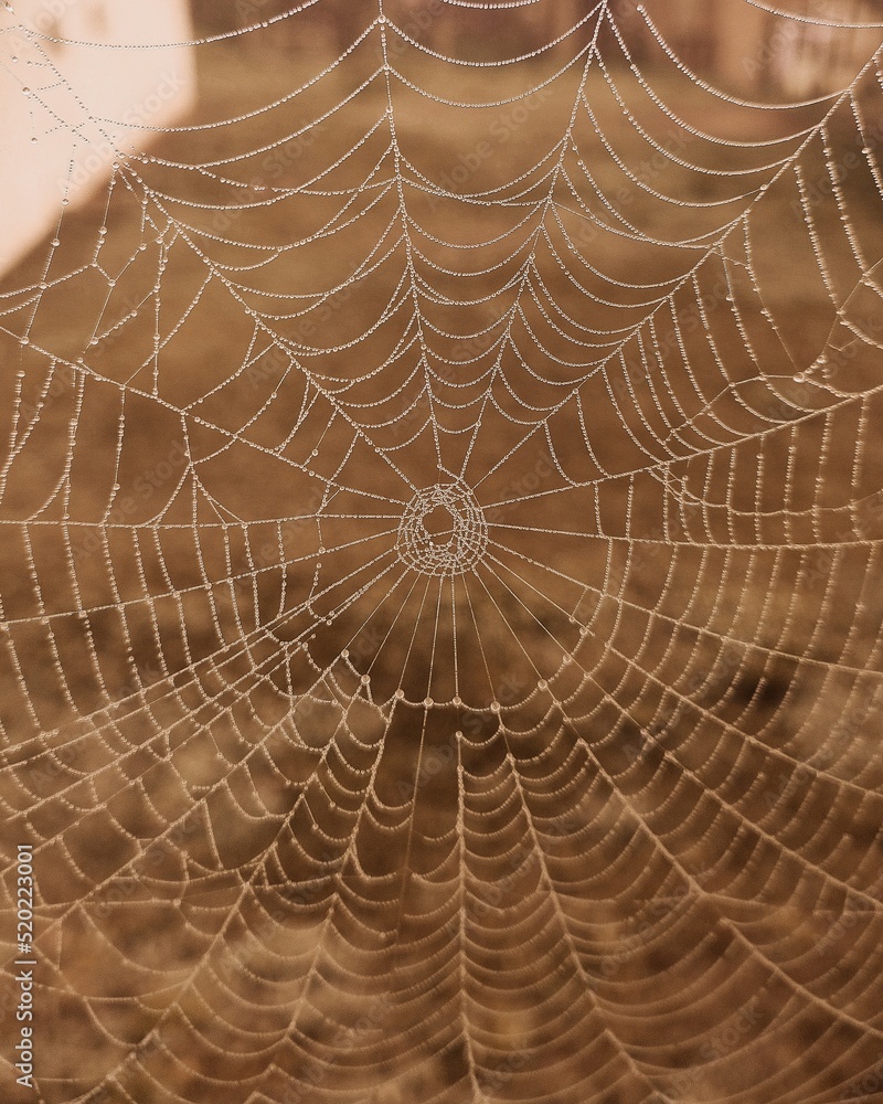 Obraz premium spider web with dew drops