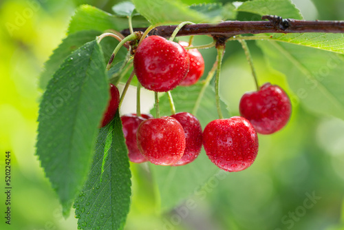 Branch of ripe cherries on a tree in a garden