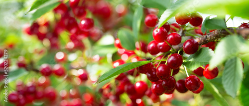 Branch of ripe cherries on a tree in a garden