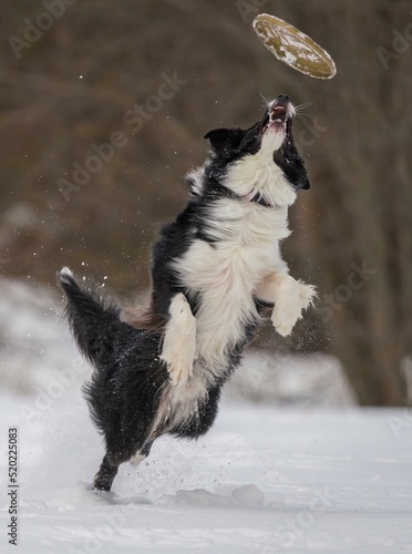Fototapeta Naklejka Na Ścianę i Meble -  A dog plays with a disc in the snow