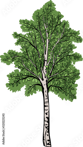 Birch Tree