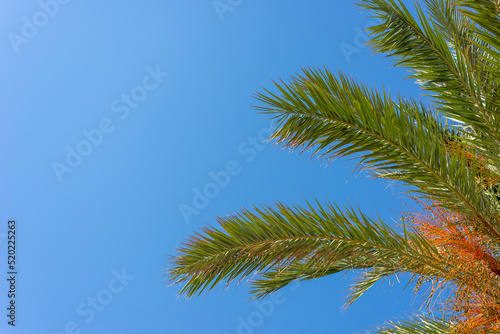 Green palm leaves against clear sky with copy space