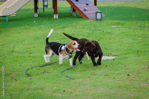 Beagles and Labrador dogs walk in an outdoor park..Cute Beagles and Labrador puppies playing on green grass.