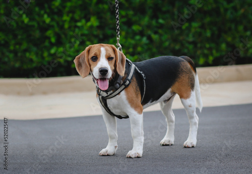 Beagle dog walks in an outdoor park.