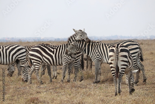 Zebras cuddling one another in Nairobi National Parc