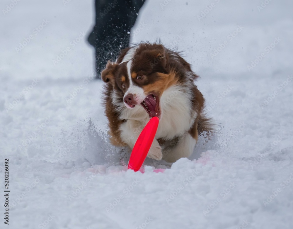A dog plays with a disc in the snow A dog plays with a disc in the snow
