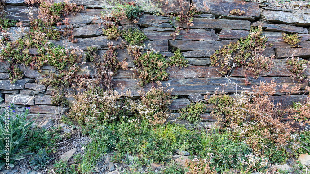 Mit Wildpflanzen bewachsene Natursteinmauer am Rotweinwanderweg in Rech