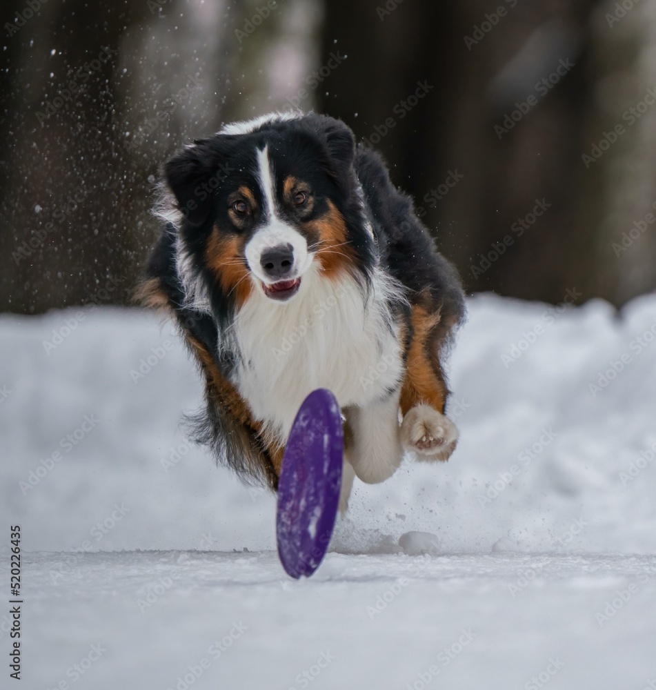 A dog plays with a disc in the snow A dog plays with a disc in the snow