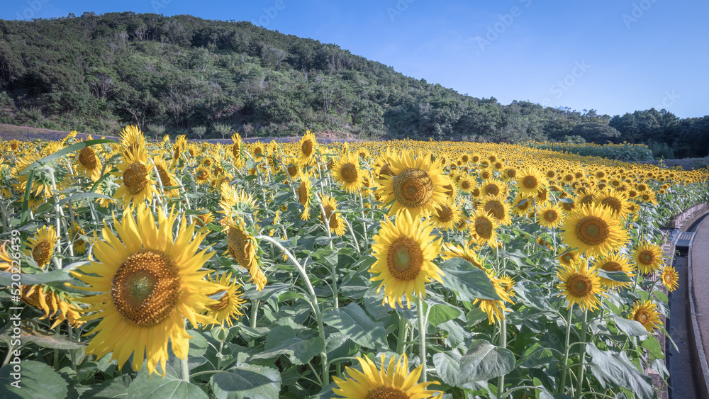 Obraz premium 三重県 志摩市観光農園 ひまわり