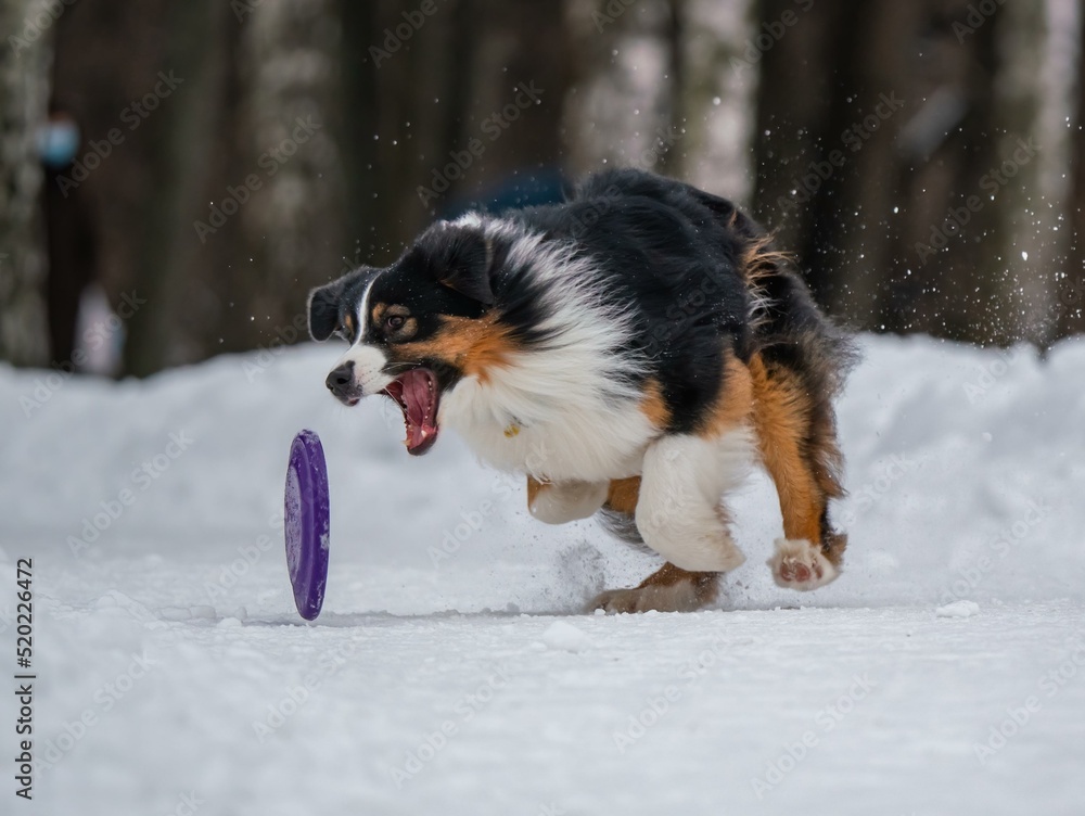 A dog plays with a disc in the snow