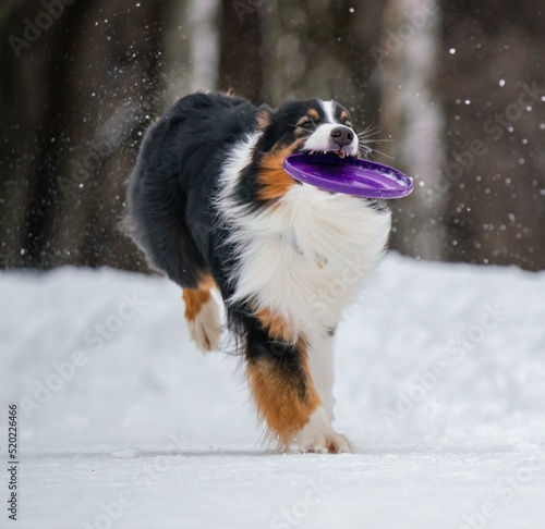 A dog plays with a disc in the snow