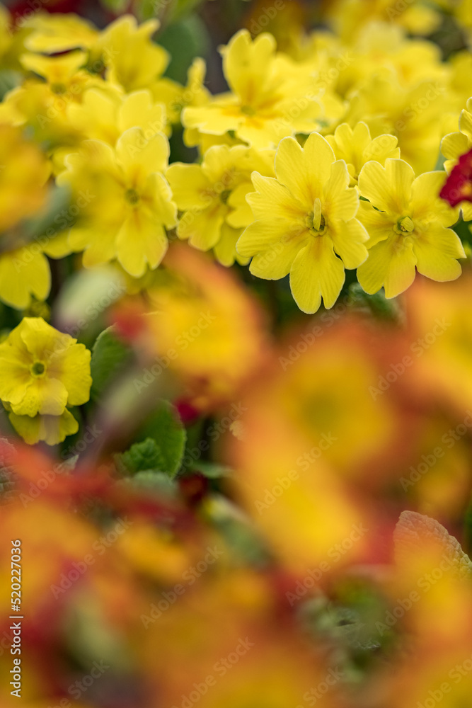 Ornamental blooming spring primrose flowers.
Ornamental blooming spring primrose flowers.