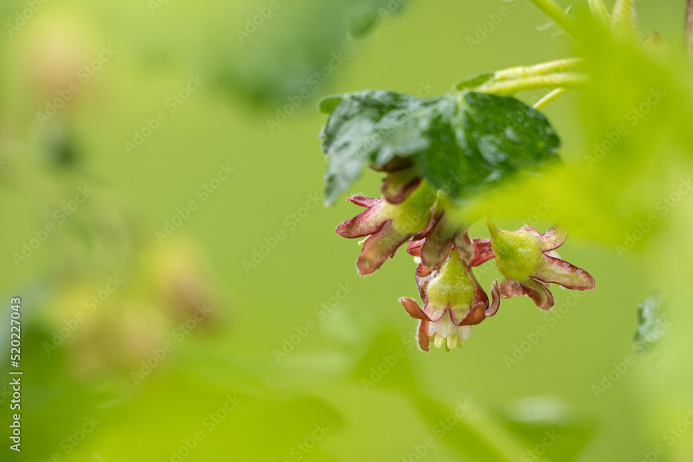 Close-up of an blackcurrant flower on a bush. Close-up of an blackcurrant flower on a bush.