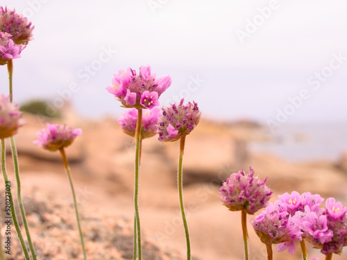 Fleurs sur la Cote de granite rose en Bretagne