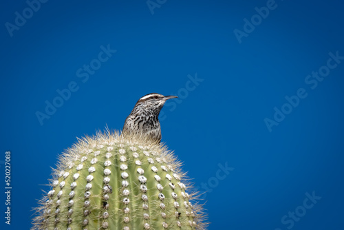 A Small Cactus Wren Perched on a Cactus photo