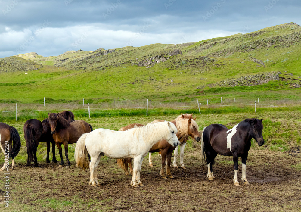 A herd of Icelandic local breed horses on green pasture in summer. Iceland horses, beautiful green mountains on background.