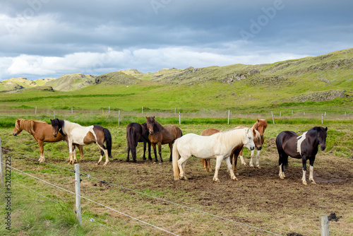 A herd of Icelandic local breed horses on green pasture in summer. Iceland horses, beautiful green mountains on background.