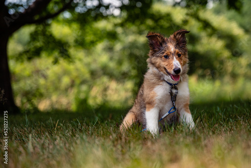 A wet faced Shetland Sheepdog puppy plays in the sprinkler on a hot summer day in Maine.
