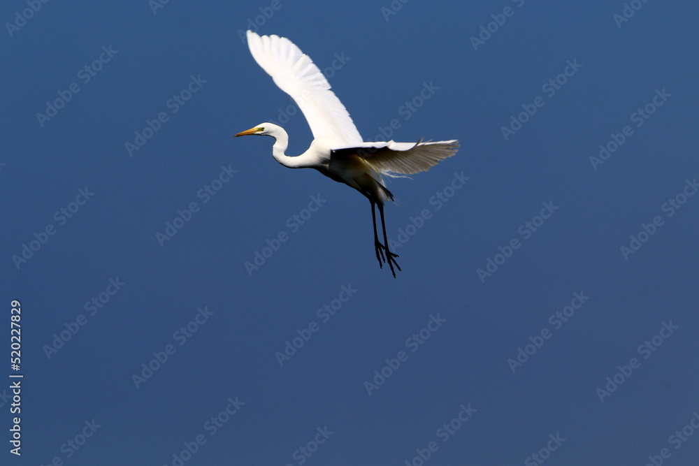 White heron on the shores of the Mediterranean Sea. White heron on the shores of the Mediterranean Sea.