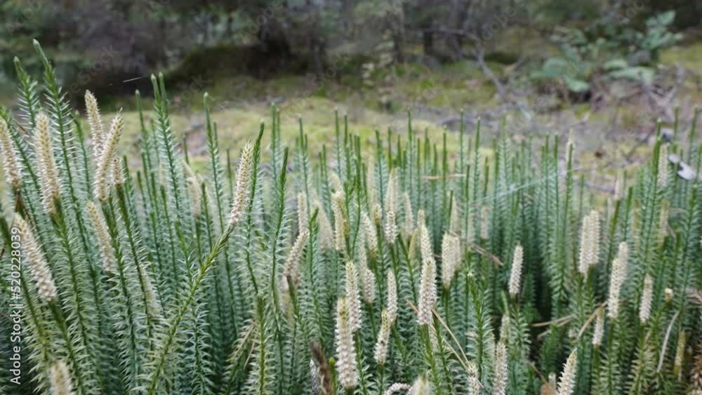 The blooming stiff clubmoss plants in the field in Estonia The blooming stiff clubmoss plants in the field in Estonia