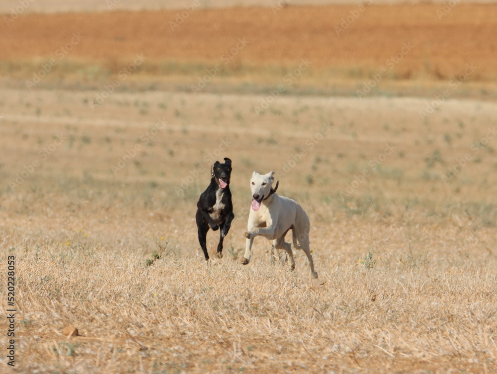 greyhound race fast dog domestic animal field hare hunting greyhound race fast dog domestic animal field hare hunting
