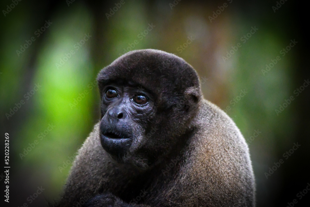 Fototapeta premium Humboldt's woolly monkey (Lagothrix lagothricha)