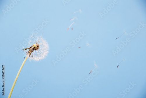 Macro close up detailed high resolution puffy dandelion white spherical with flying seeds isolated on the bright solid fond plain blue background.