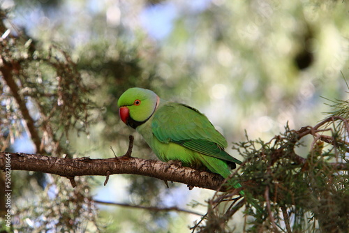 A green parrot sits on a tree.