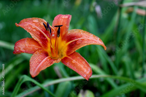 red lily in the garden