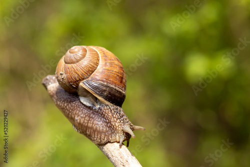 A large snail close-up crawls on a stick on a blurred background. Selective focus.