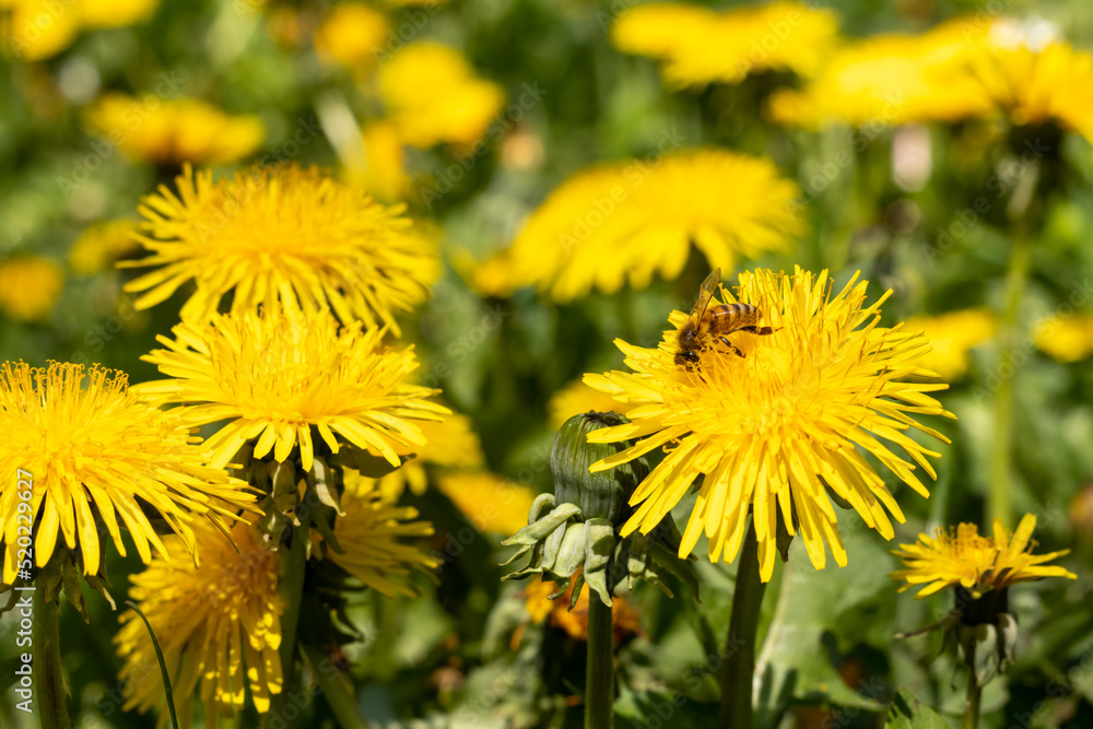A bee collects honey from dandelions in the background of a field of dandelions A bee collects honey from dandelions in the background of a field of dandelions