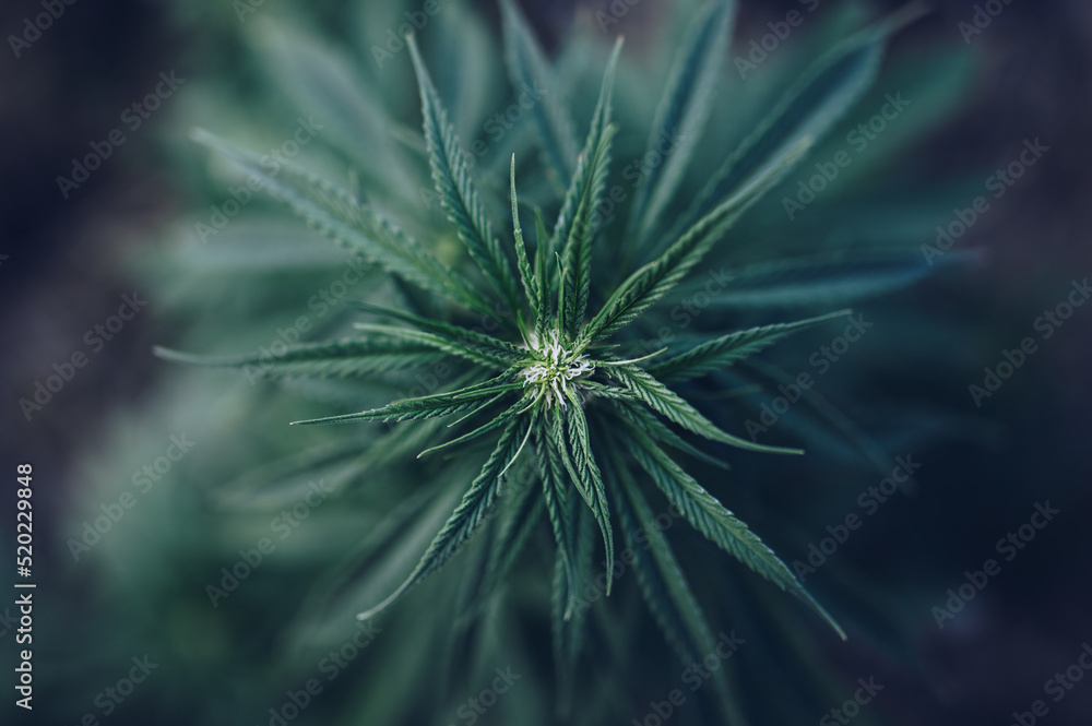 flower marijuana medical cannabis plantation flower marijuana medical cannabis plantation