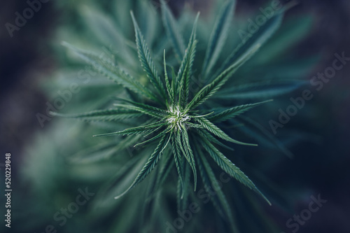 flower marijuana medical cannabis plantation