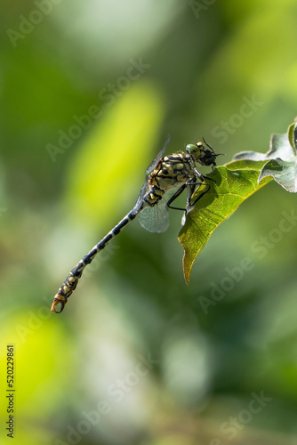 Gelbe Keiljungfer am fressen - libelle photo