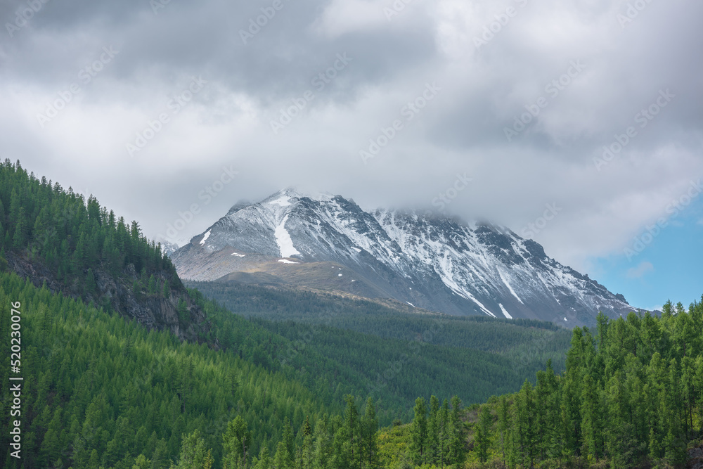 Atmospheric green landscape with sunlit forest hills and high snow mountains ​in low clouds. Beautiful mountain scenery with coniferous trees in sunlight and large snow mountain top under cloudy sky.