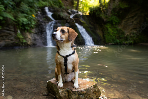 a dog traveling near a waterfall