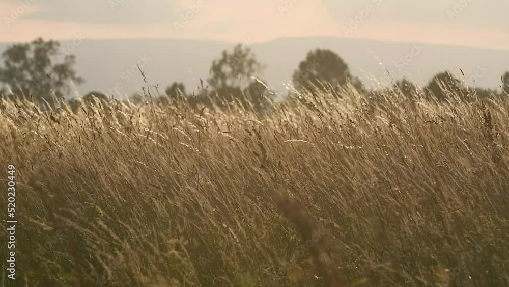 Windswept tall grass in a summer meadow. Slow motion. Windswept tall grass in a summer meadow. Slow motion.