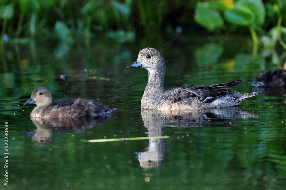 Anas penelope. Female Wigeon swims among the thickets in the Arctic Anas penelope. Female Wigeon swims among the thickets in the Arctic