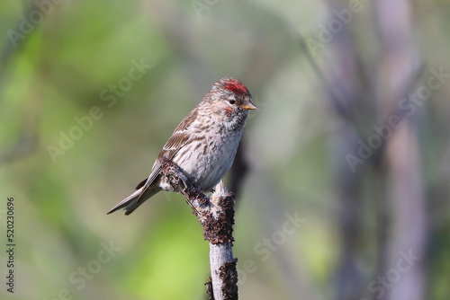 Carduelis flammea. Common Redpoll on a summer day in the Arctic zone of Russia