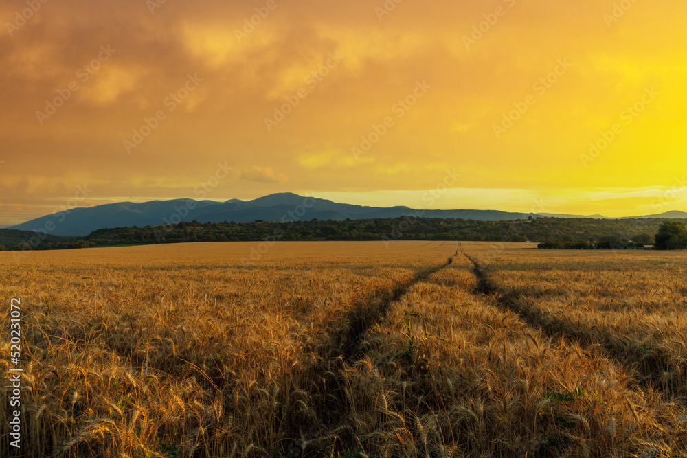 Road passes through wheat field with crop, against backdrop of valley of Rhodope Mountains and sunset sky