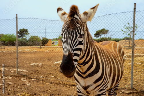Zebra zbliżenie, portret, zwierzę stoi i patrzy w kamerę.  #520231653