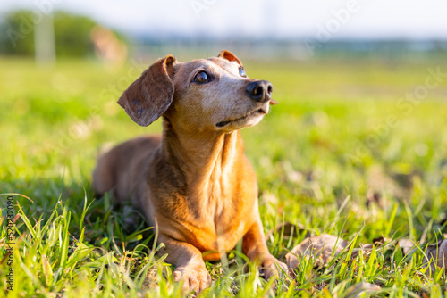 Dachshund dog sit on the grass