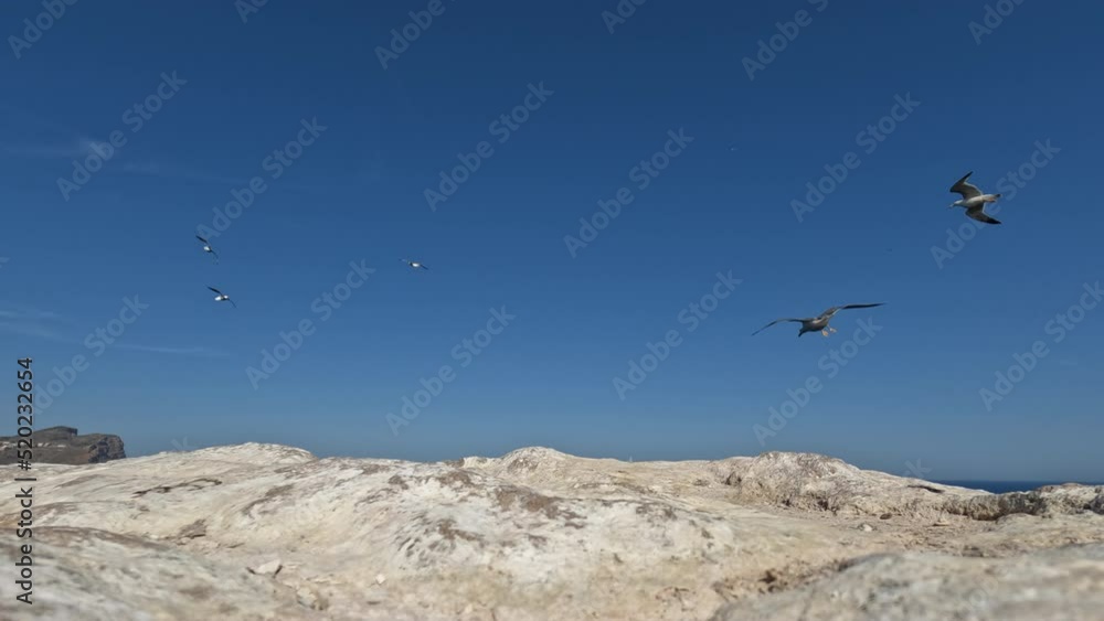 Seagulls flying around over the sea, view against the sky with rocks Seagulls flying around over the sea, view against the sky with rocks