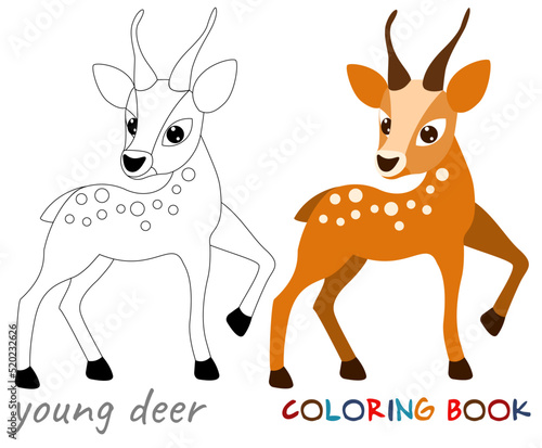 Cute spotted young deer on a white background.