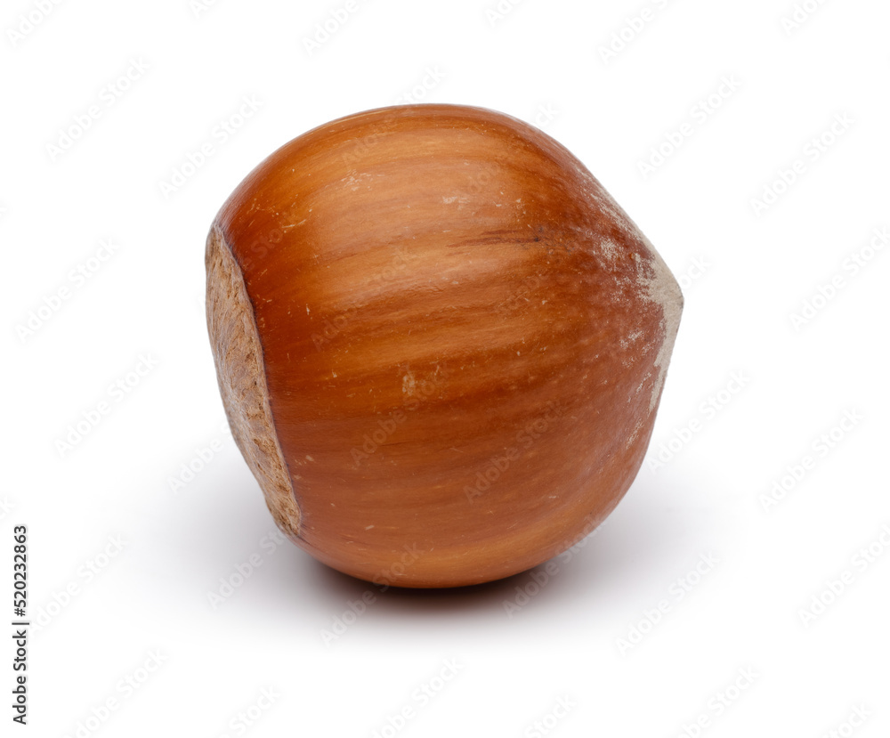 hazelnut isolated on white background hazelnut isolated on white background